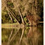 Bäume am Teich