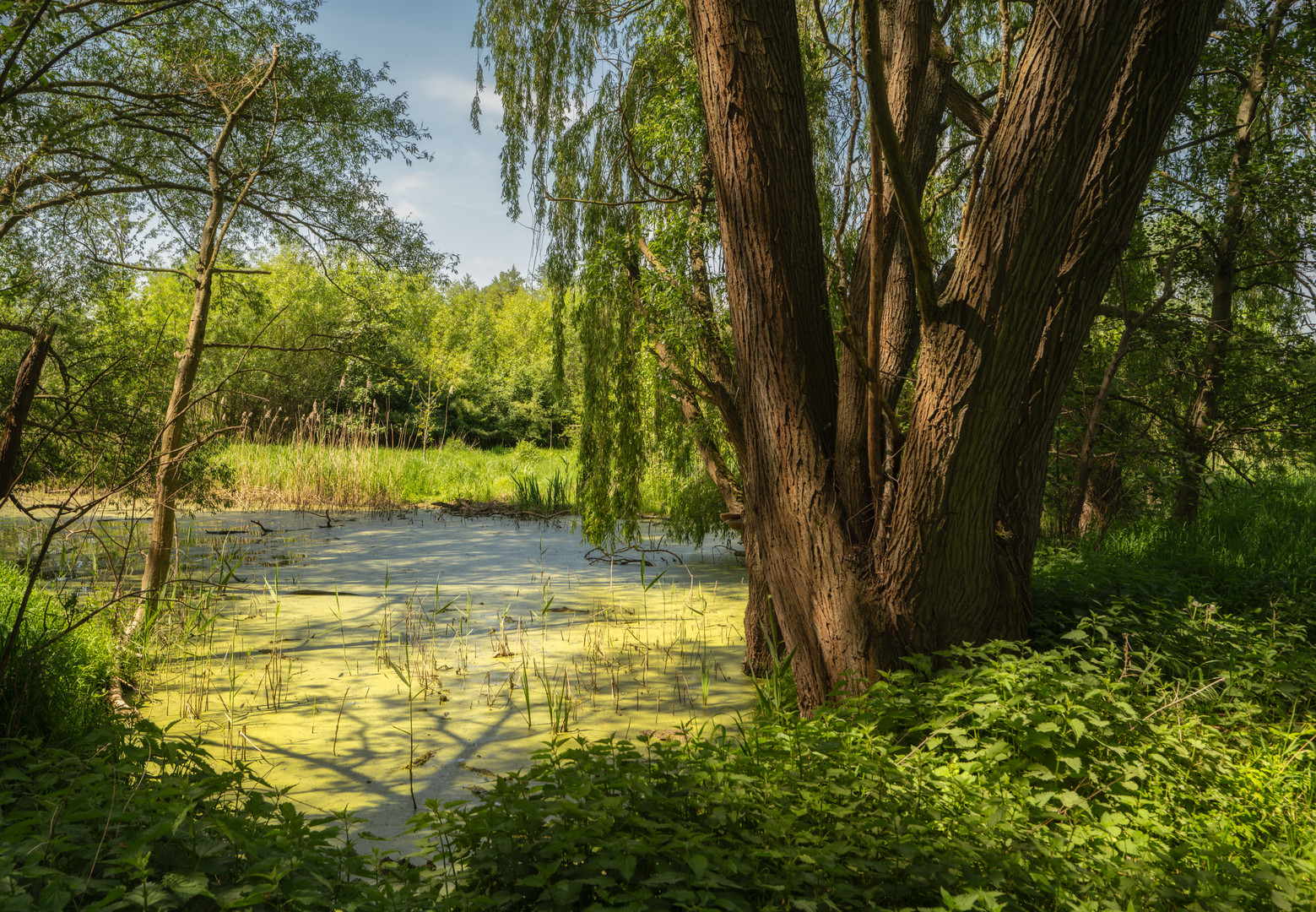 Bäume am Teich - II