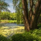 Bäume am Teich - II