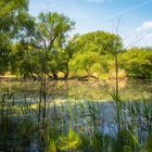 Bäume am Teich - IV