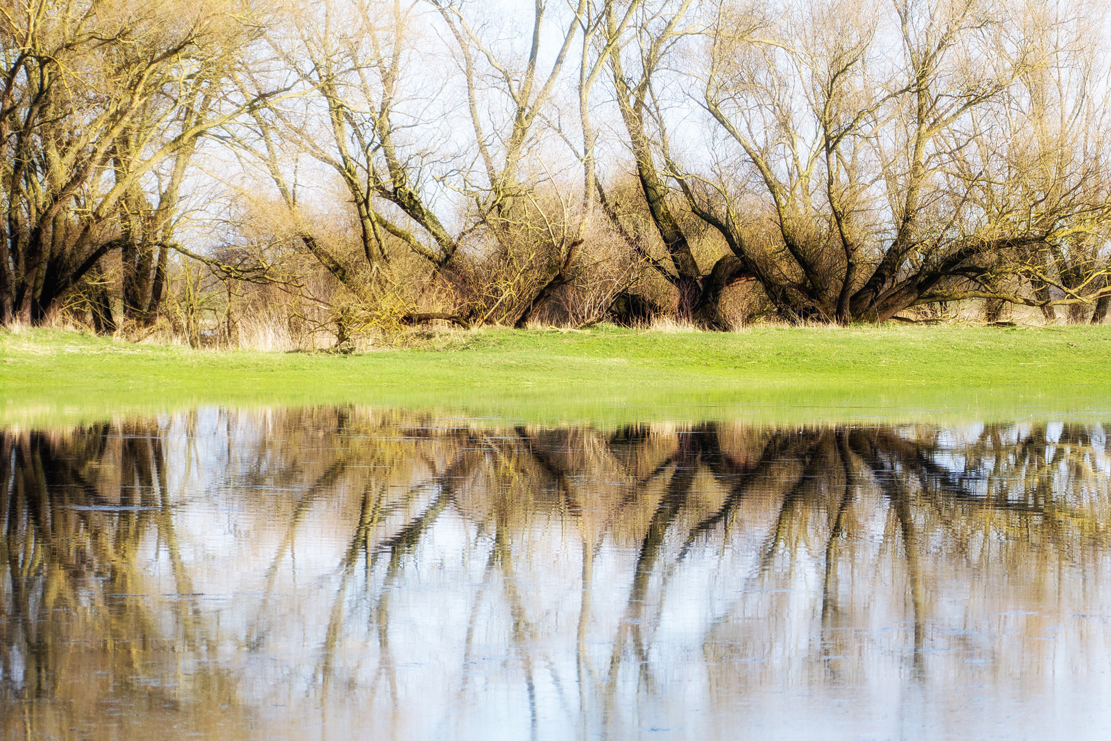 Bäume am Ufer