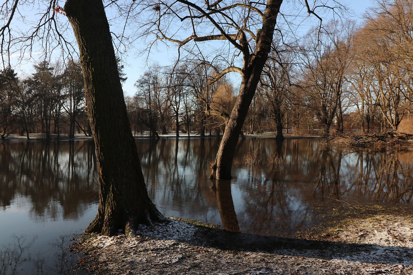 Bäume am Ufer