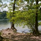 Bäume am Ufer des Schlachtensee in Berlin