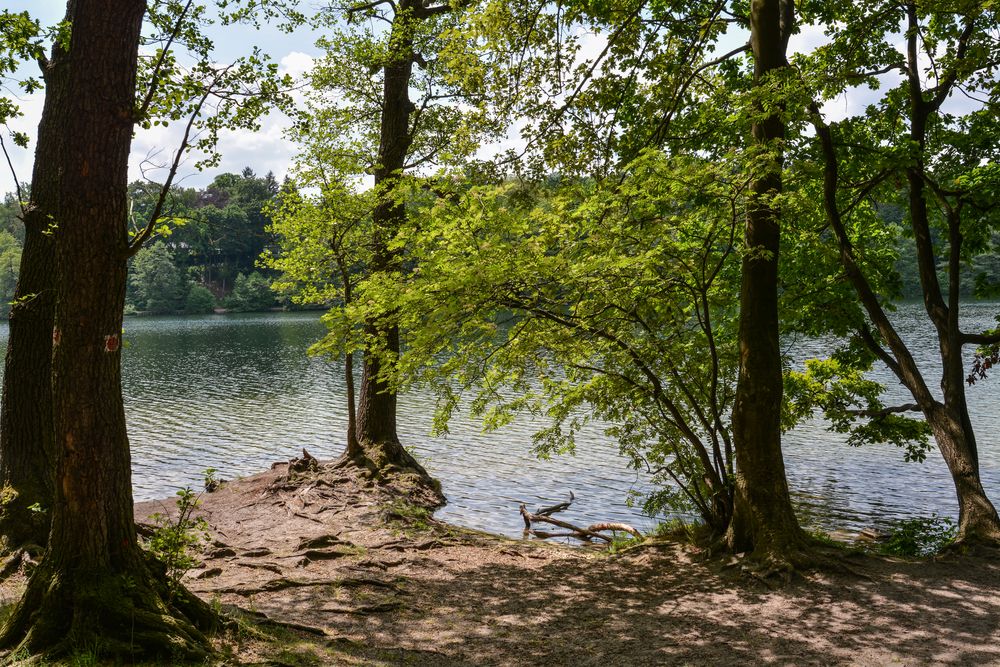 Bäume am Ufer des Schlachtensee in Berlin