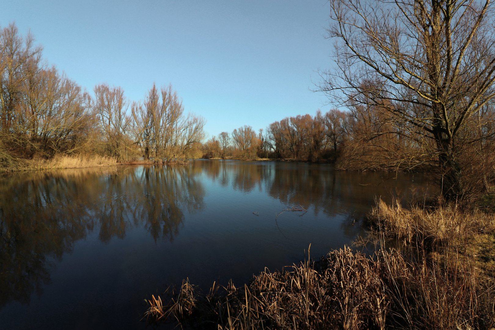 Bäume am Ufersaum