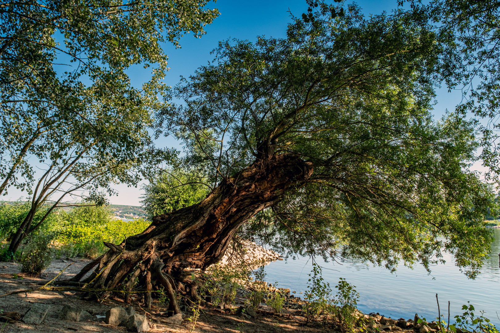 Bäume am und im Rhein