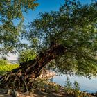 Bäume am und im Rhein