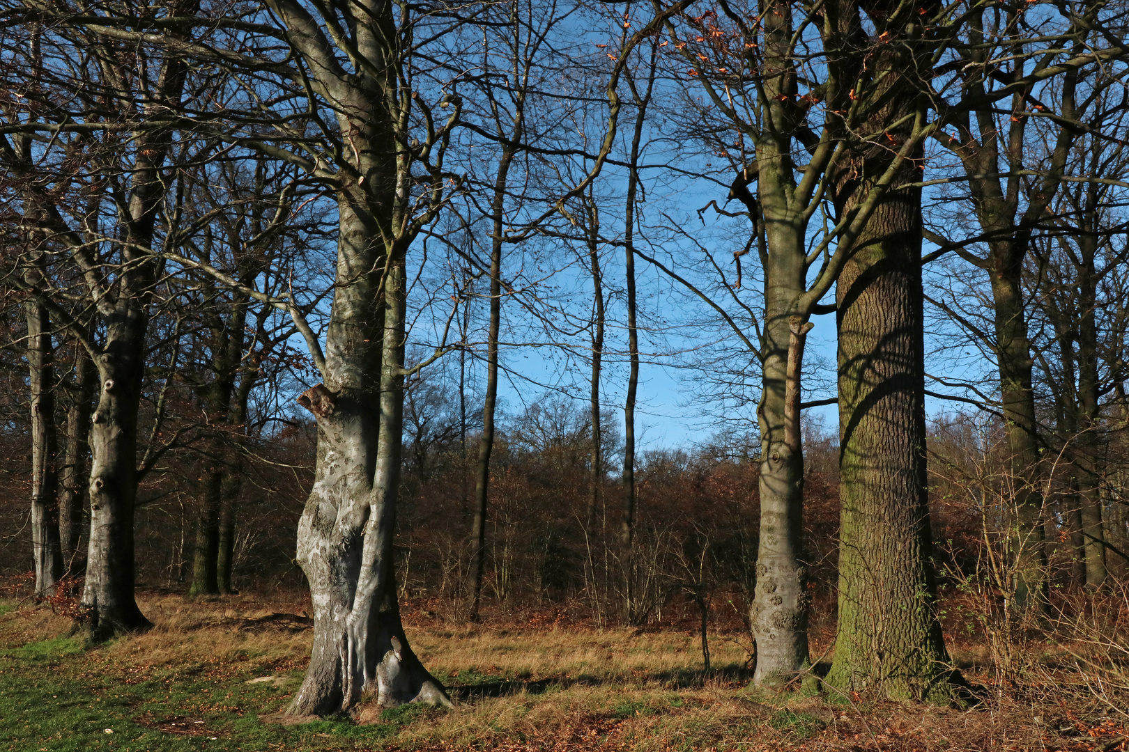 Bäume am Waldrand