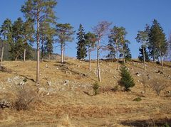 Bäume am "Wank" in Garmisch-Partenkirchen