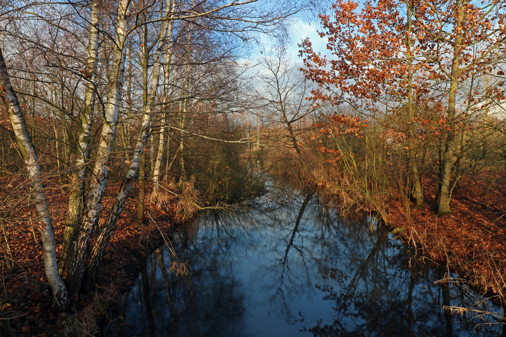 Bäume am Wasser