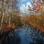 Bäume am Wasser