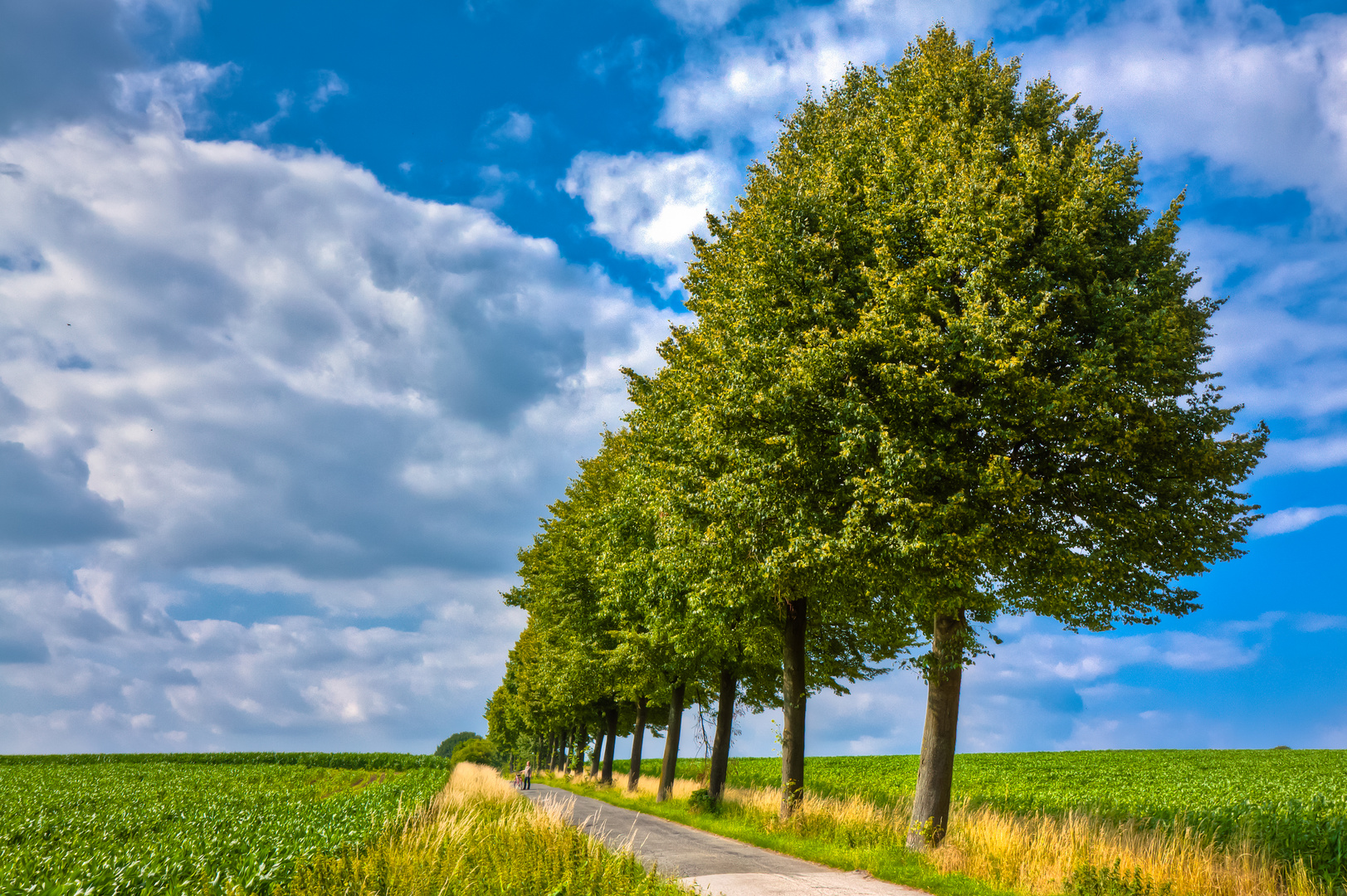 Bäume am weg