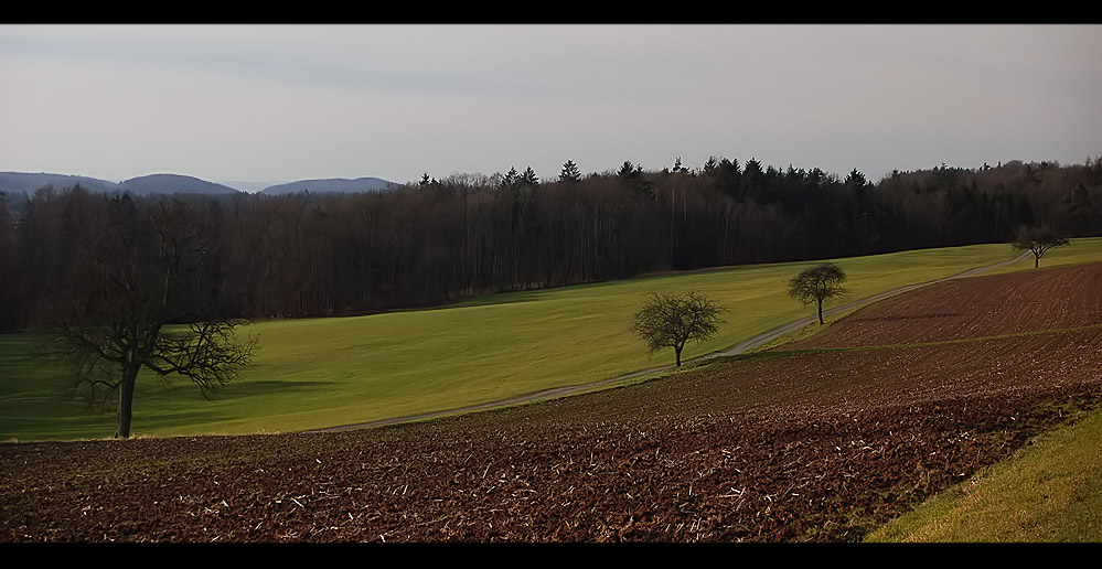 Bäume am Weg