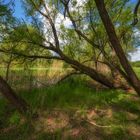 Bäume am Weiher