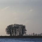 Bäume am Winterabend