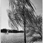 Bäume an der Außenalster II