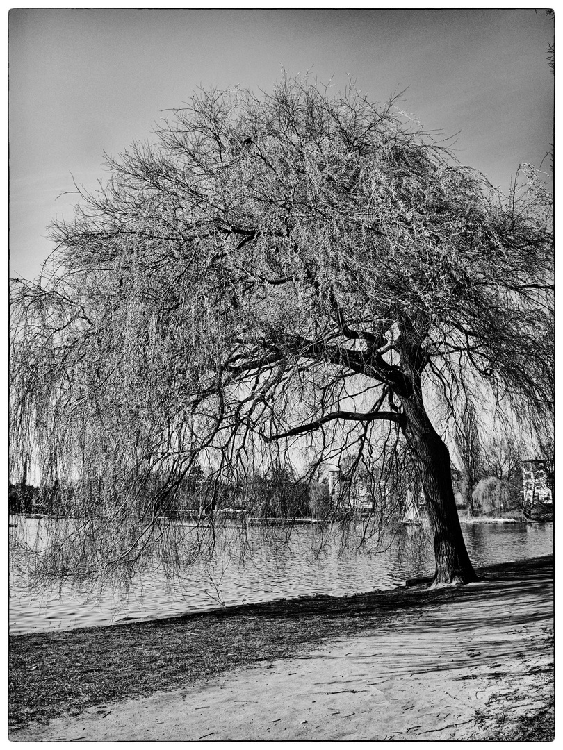 Bäume an der Außenalster IV