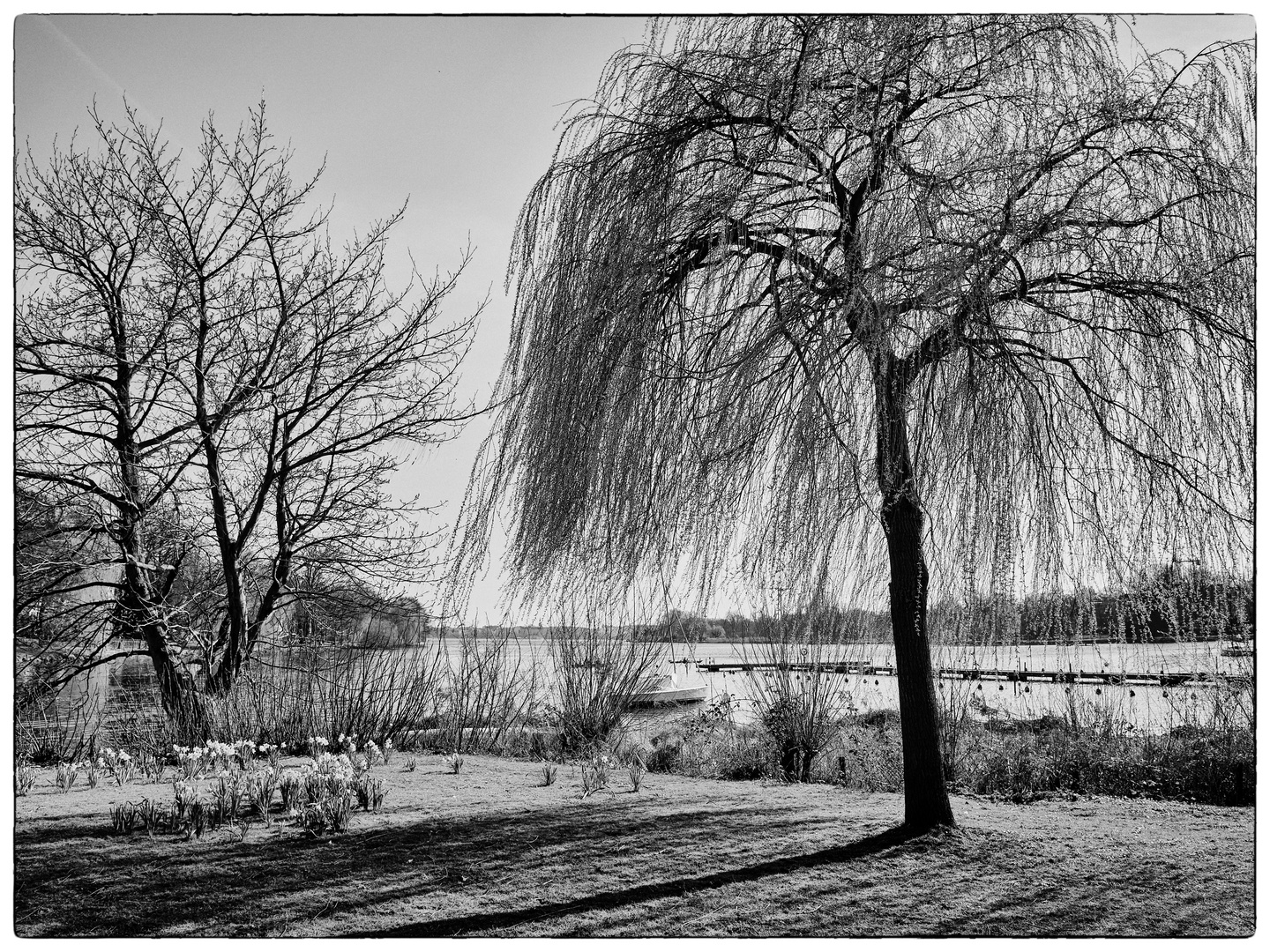 Bäume an der Außenalster V