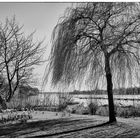 Bäume an der Außenalster V