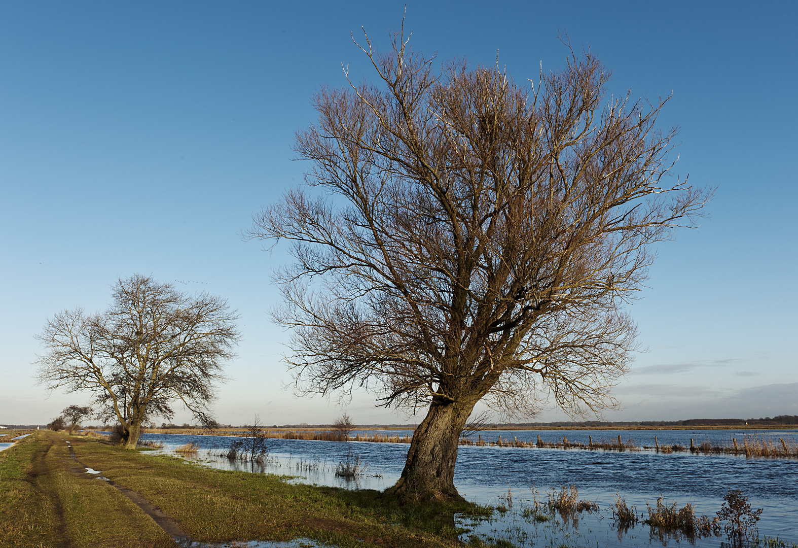 Bäume an der Hamme