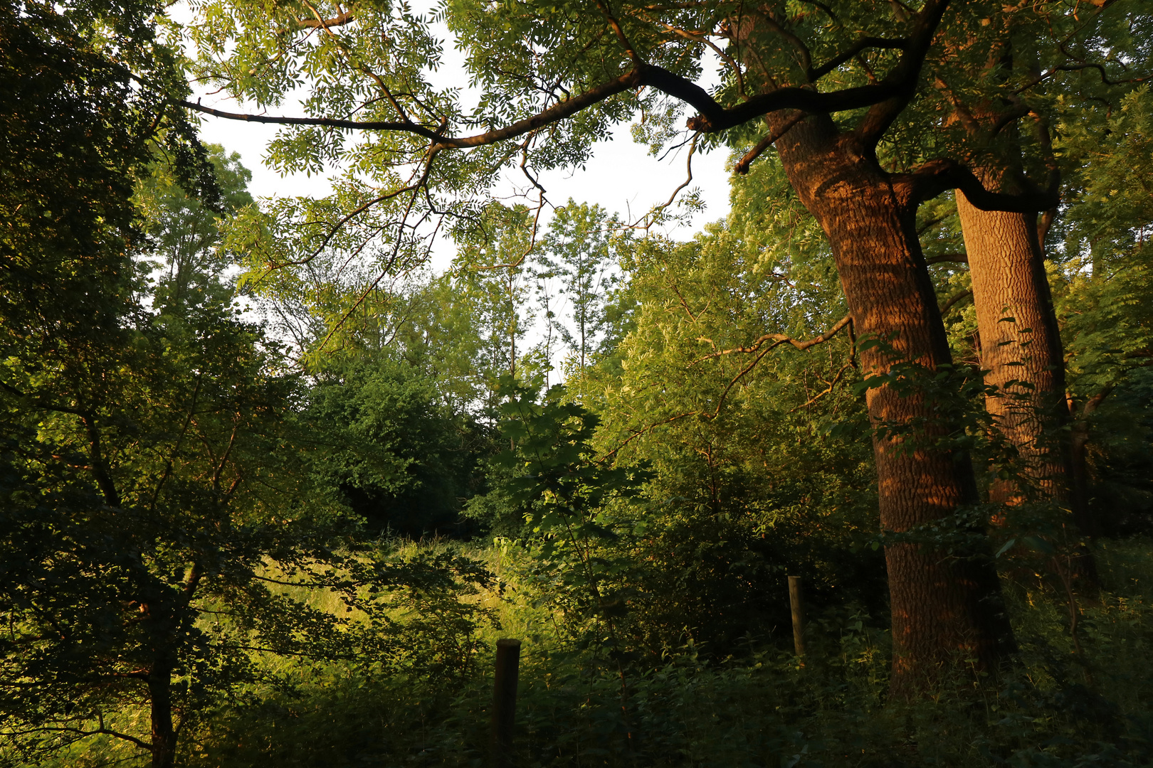 Bäume an der Kanzlerwiese