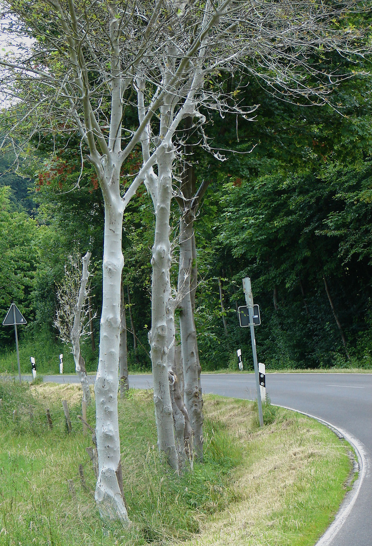 Bäume an der Landstrasse, kahl gefressen und mit silbernem Überzug versehen.