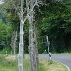 Bäume an der Landstrasse, kahl gefressen und mit silbernem Überzug versehen.