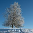 Bäume an der Nebelgrenze