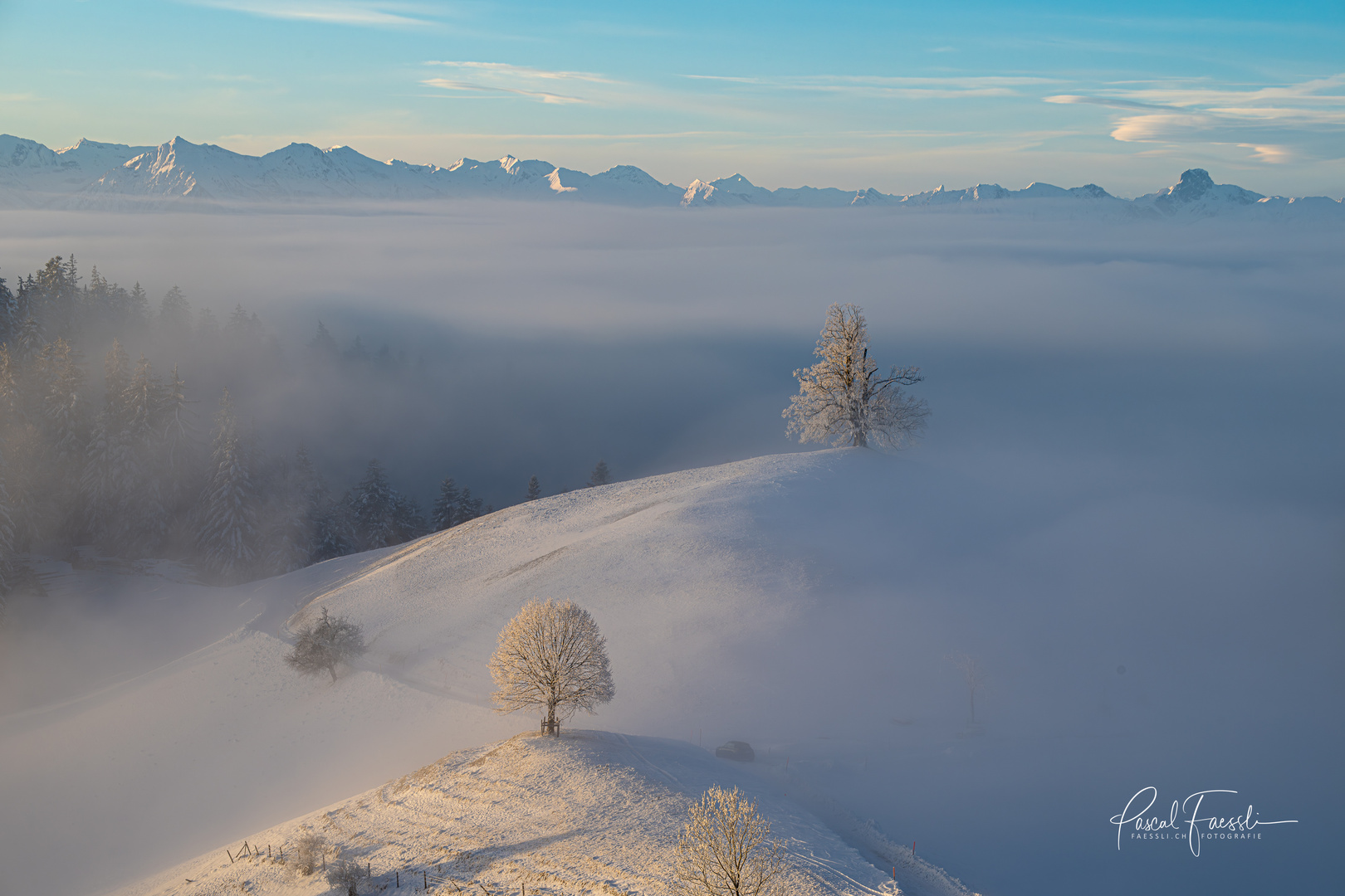 Bäume an der Nebelgrenze