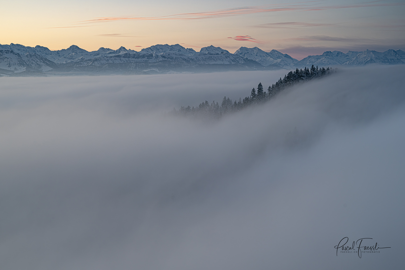 Bäume an der Nebelgrenze