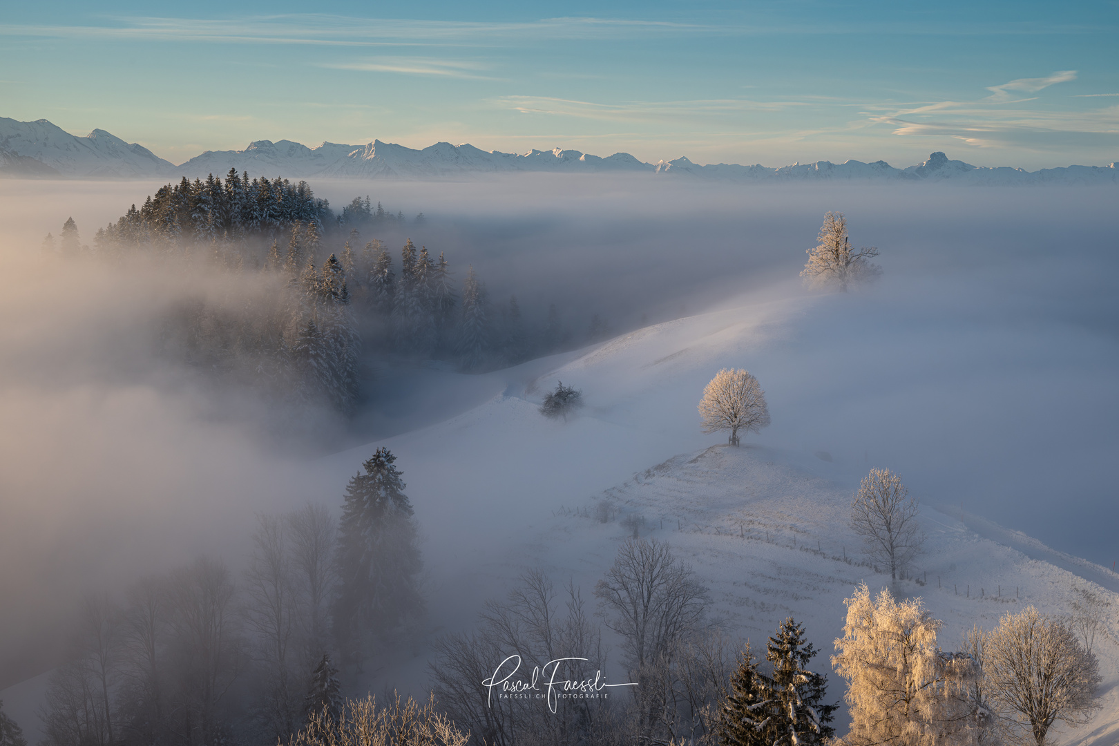 Bäume an der Nebelgrenze