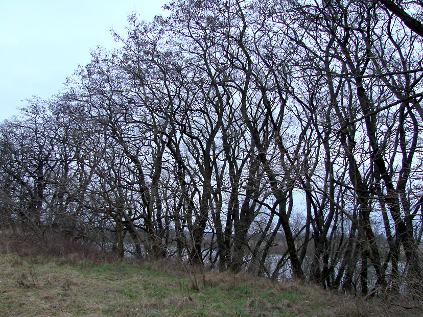 Bäume an der Oder
