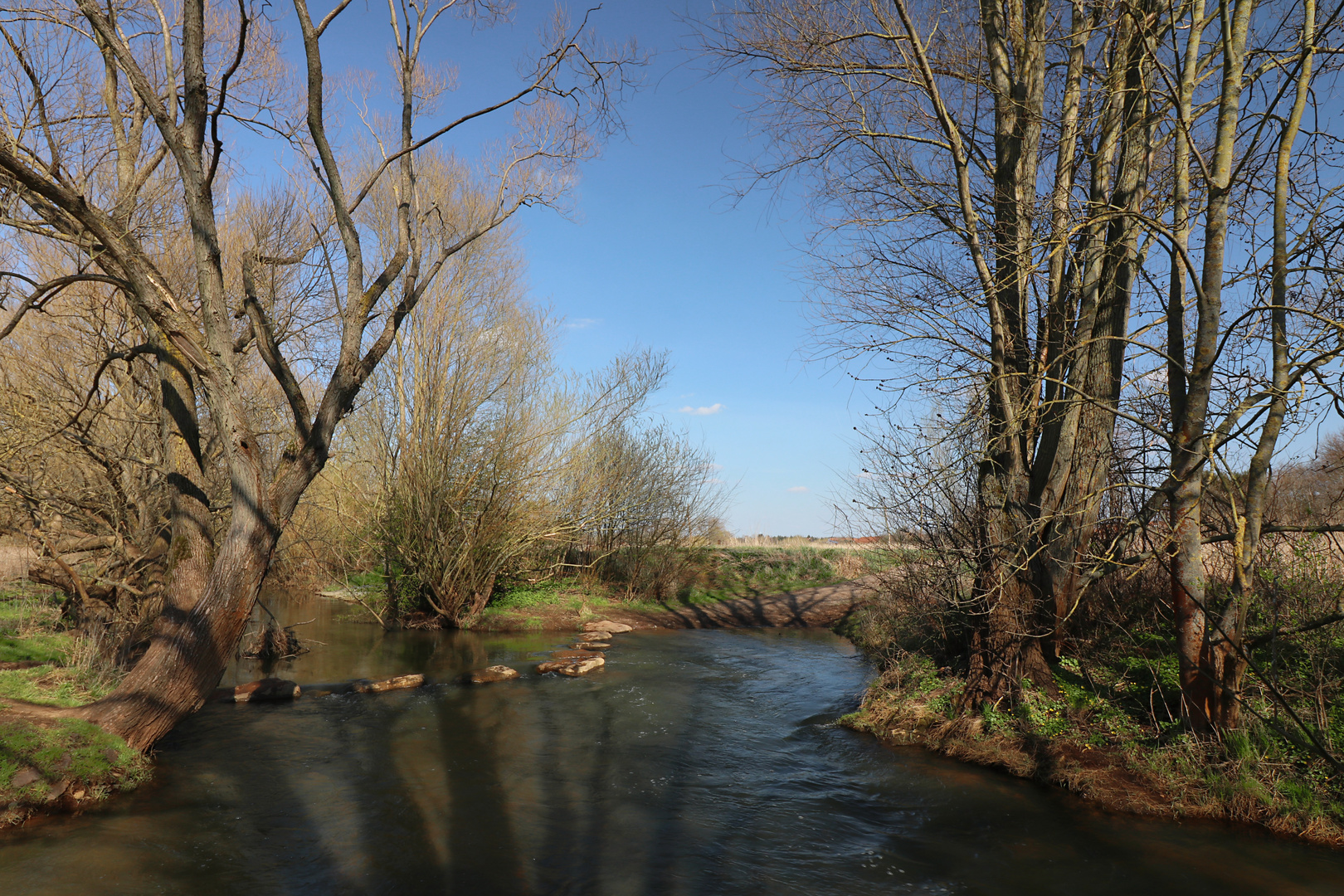 Bäume an der Querung