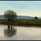 - Bäume an der Weser...