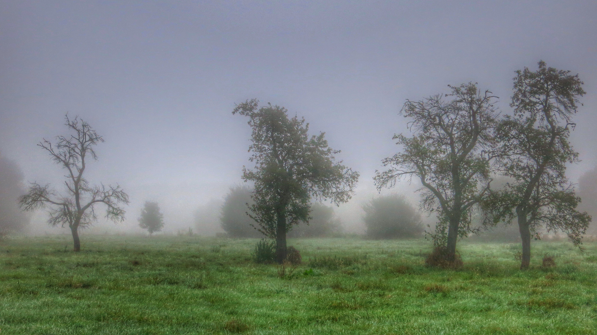 Bäume an einem dunstigen Morgen