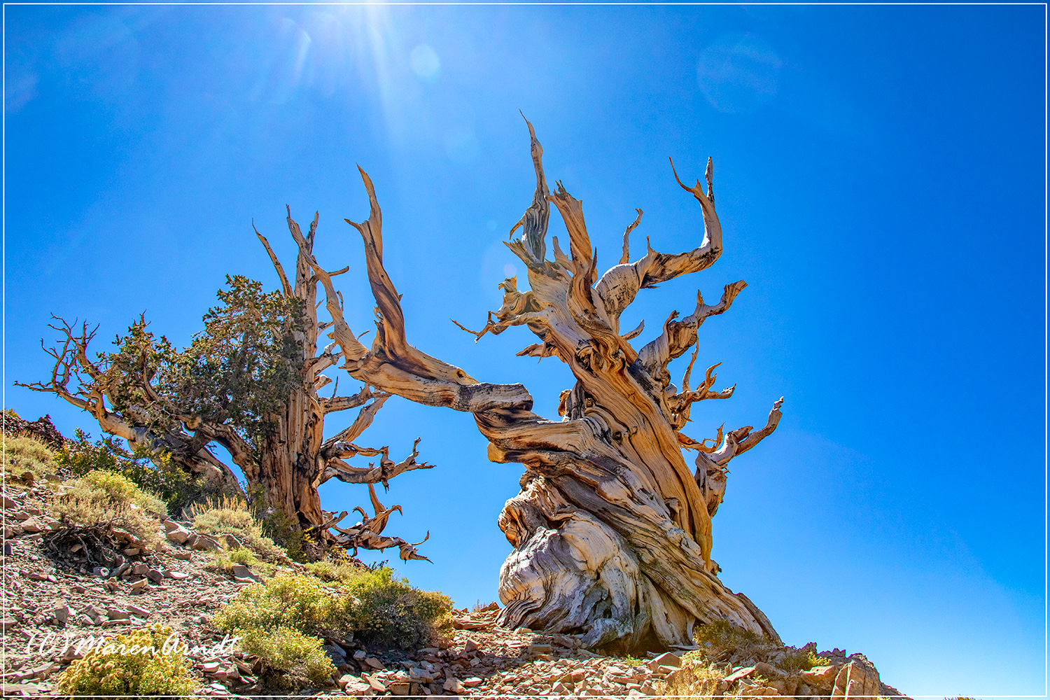 Bäume - Ancient Bristlecone