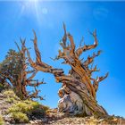 Bäume - Ancient Bristlecone