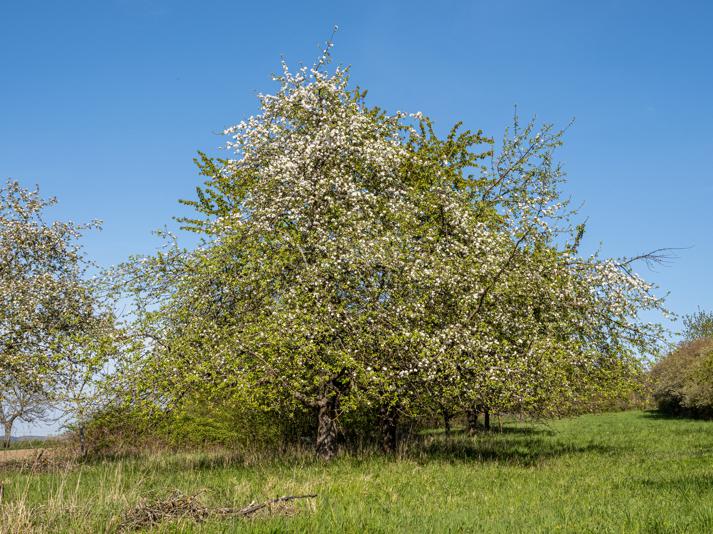 Bäume April 2021