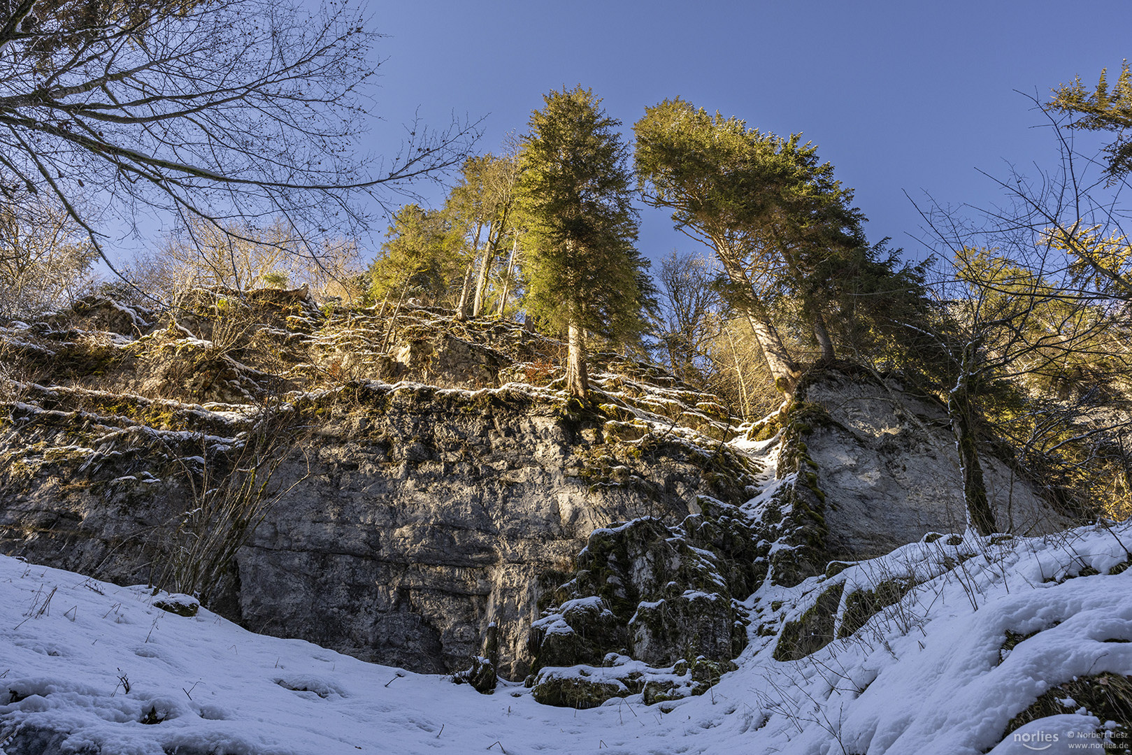 Bäume auf dem Felsen