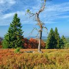 Bäume auf dem Kahlen Asten