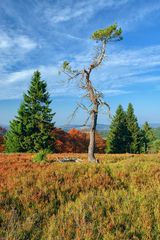 Bäume auf dem Kahlen Asten