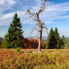 Bäume auf dem Kahlen Asten