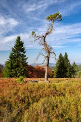 Bäume auf dem Kahlen Asten