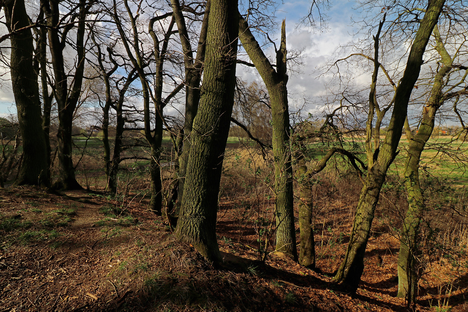 Bäume auf der Binnendüne