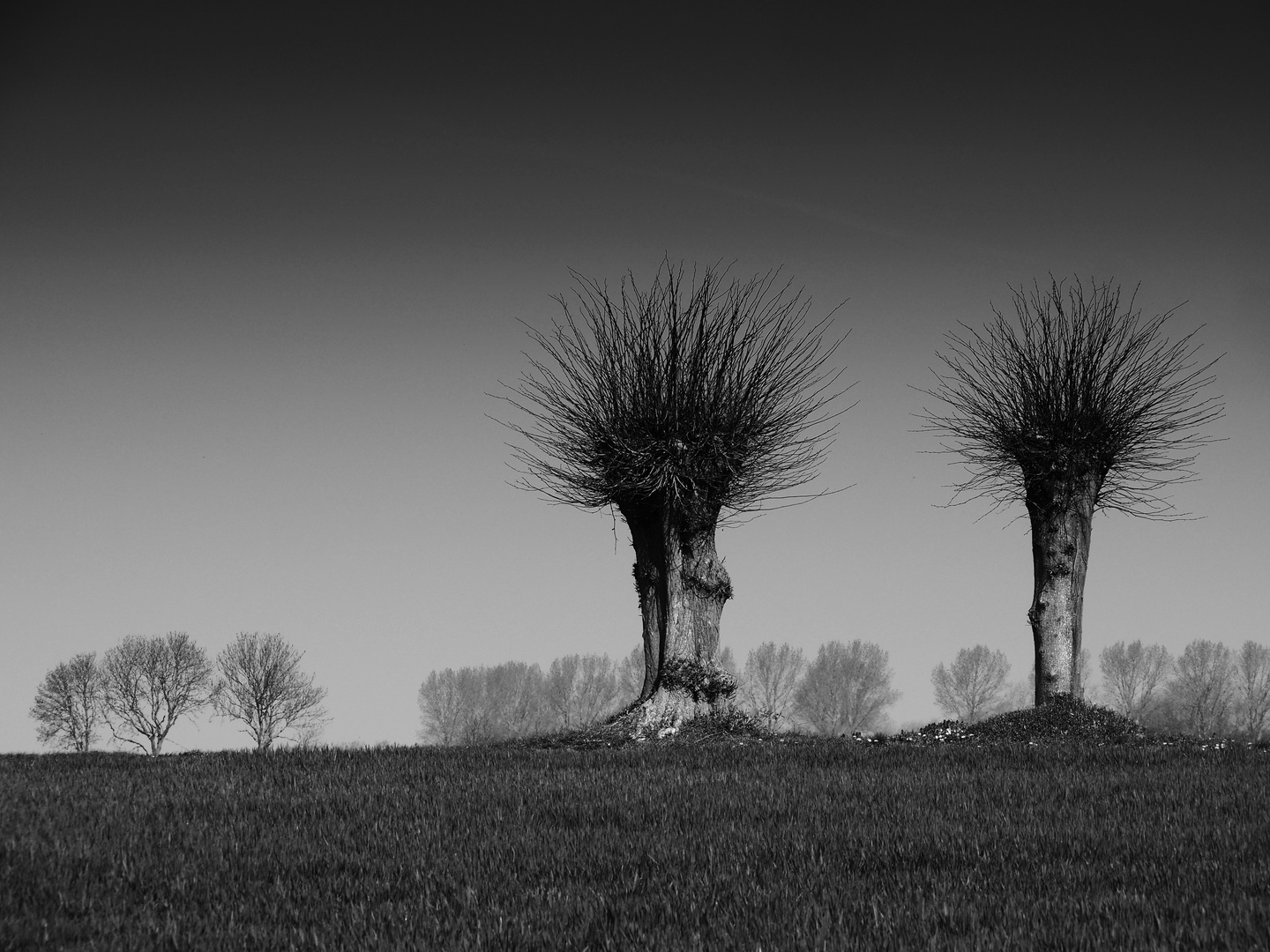 . bäume auf der insel poel