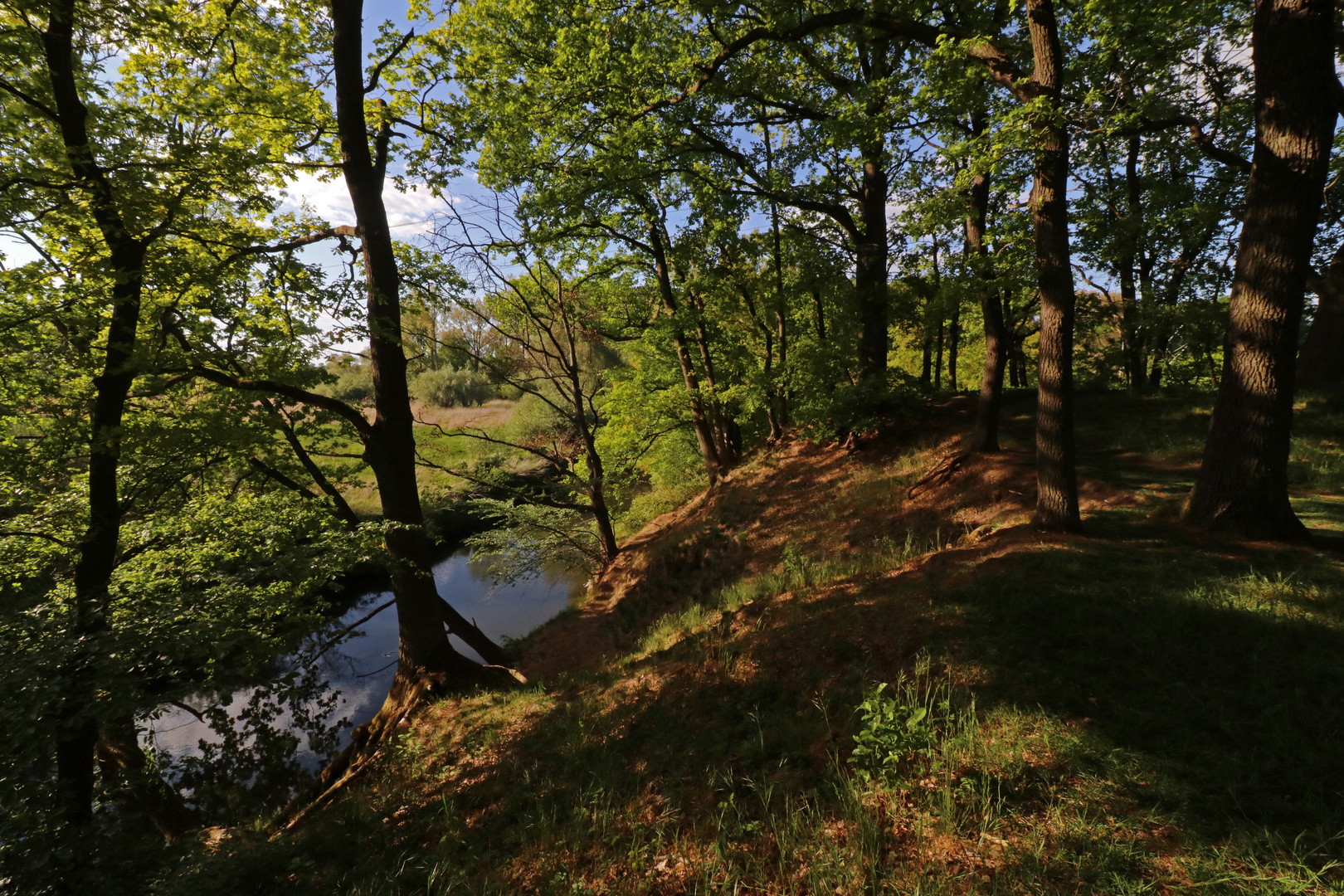 Bäume auf der Landwehr