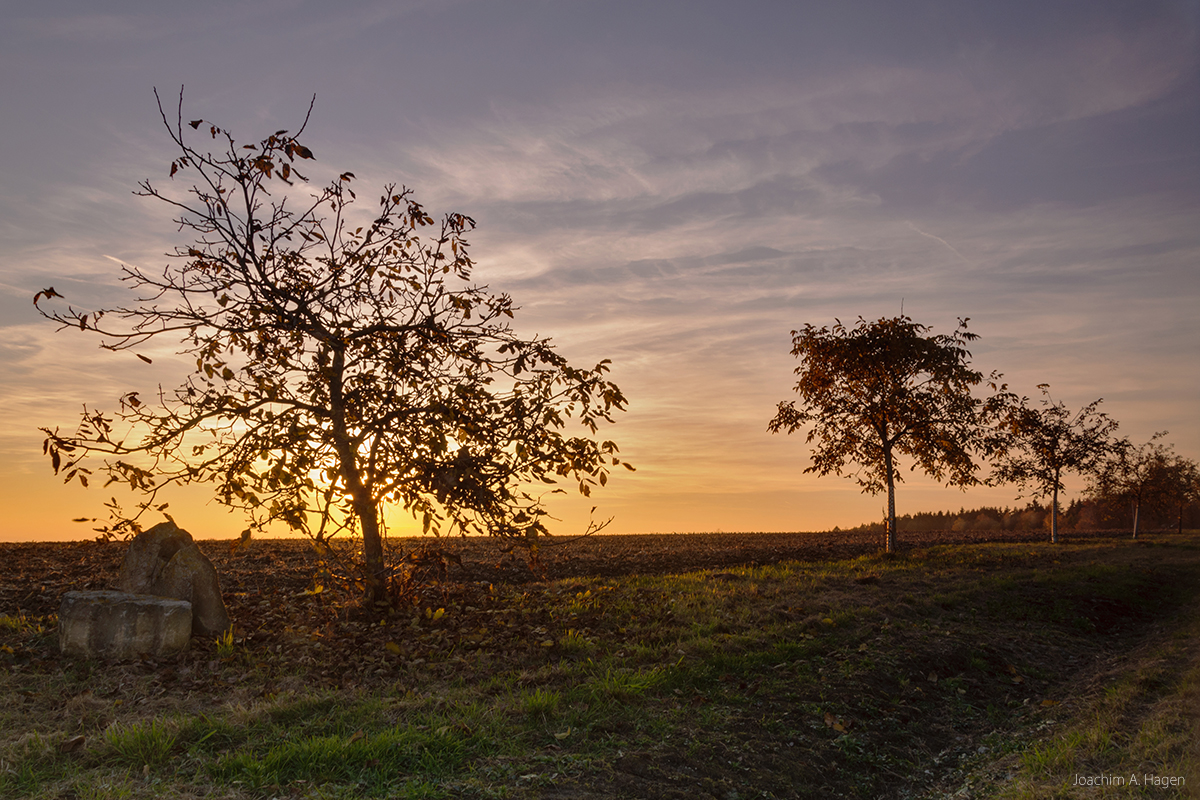 Bäume auf der Mirsdorfer Höhe im Abendlicht