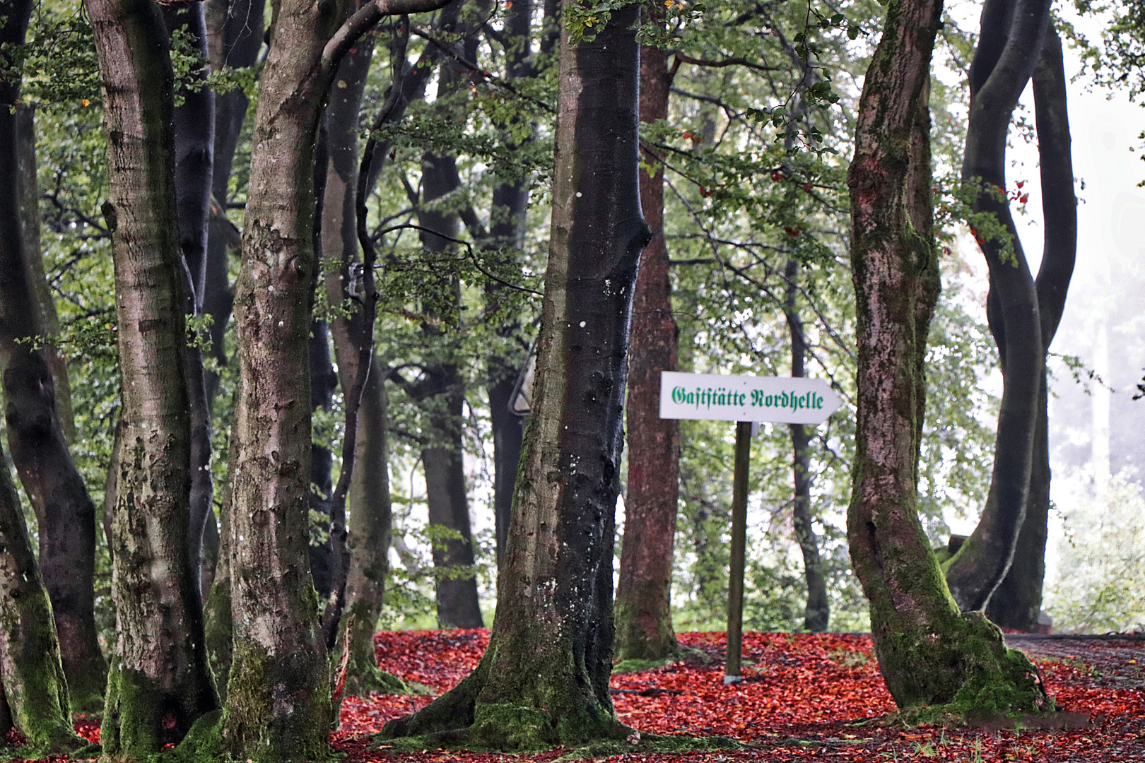 Bäume auf der Nordhelle