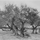 Bäume auf Djerba