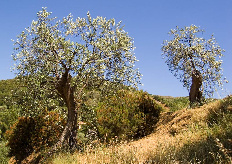 Bäume auf Elba